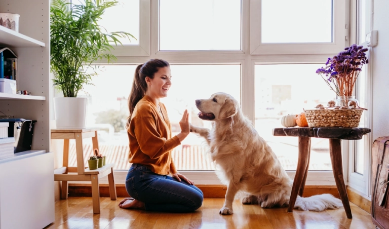 Woman high-fiving golden retriever indoors.